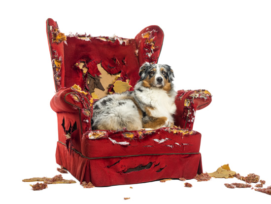 Australian Shepherd dog sitting on a destroyed red chair