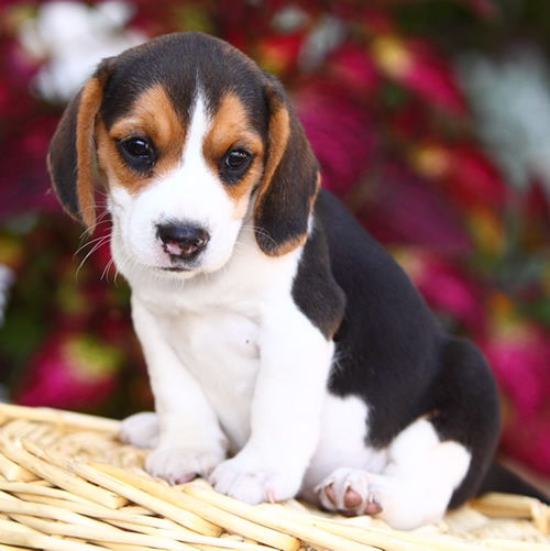 beagle puppy sitting on a basket