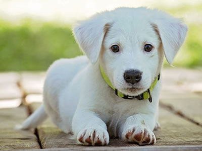 white puppy dog